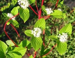 ������� ������� � �������� ��� ��� ��� ����� �������� infrus.ru
