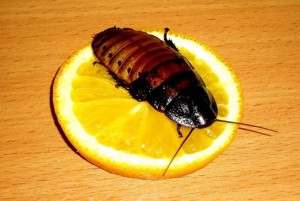 ����������� ��������� � �������� � ��������� infrus.ru