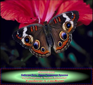 ��������� �������� �������� infrus.ru